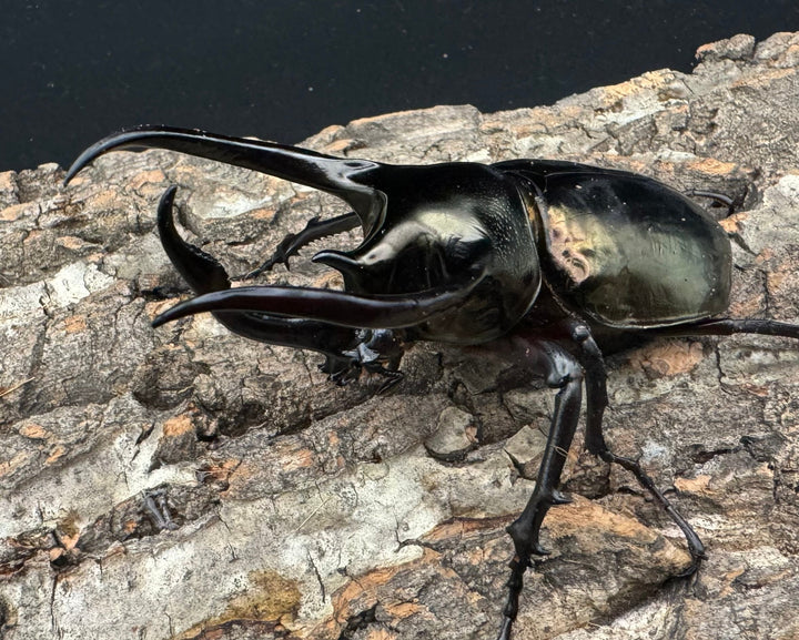 【WD】《ミンダナオアトラスオオカブト 90mm ペア》