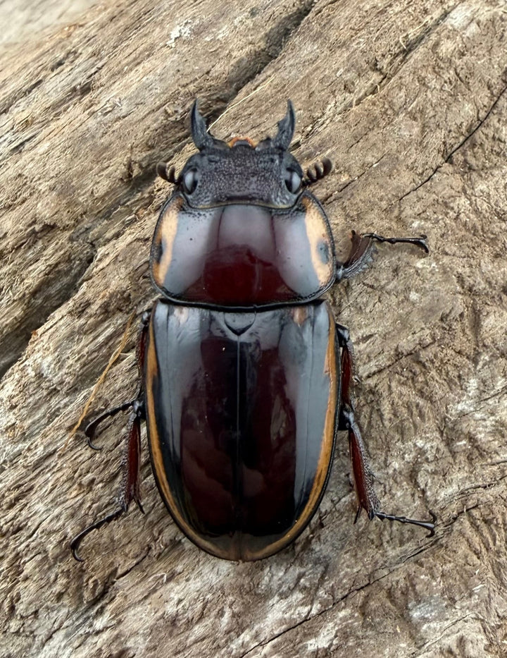 【WD】《ファブリースノコギリ原名亜種 51mmm ペア》