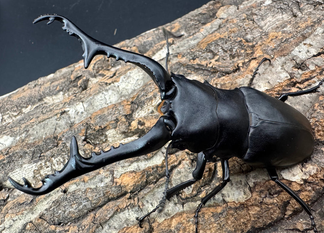 《ギラファノコギリ亜種ケイスケ 112mm ペア》