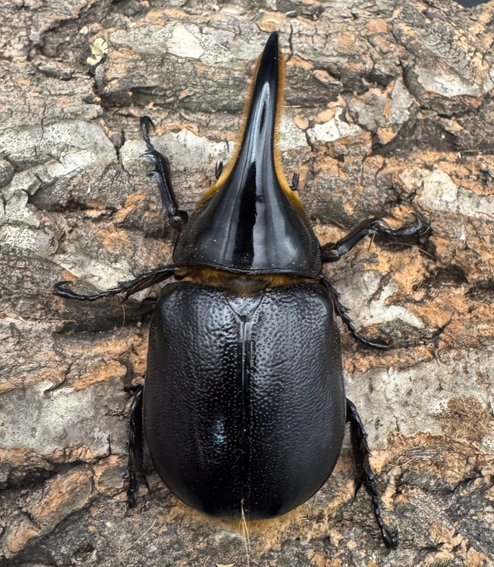 即ブリ《サタンオオカブト 82mm A'品ペア》