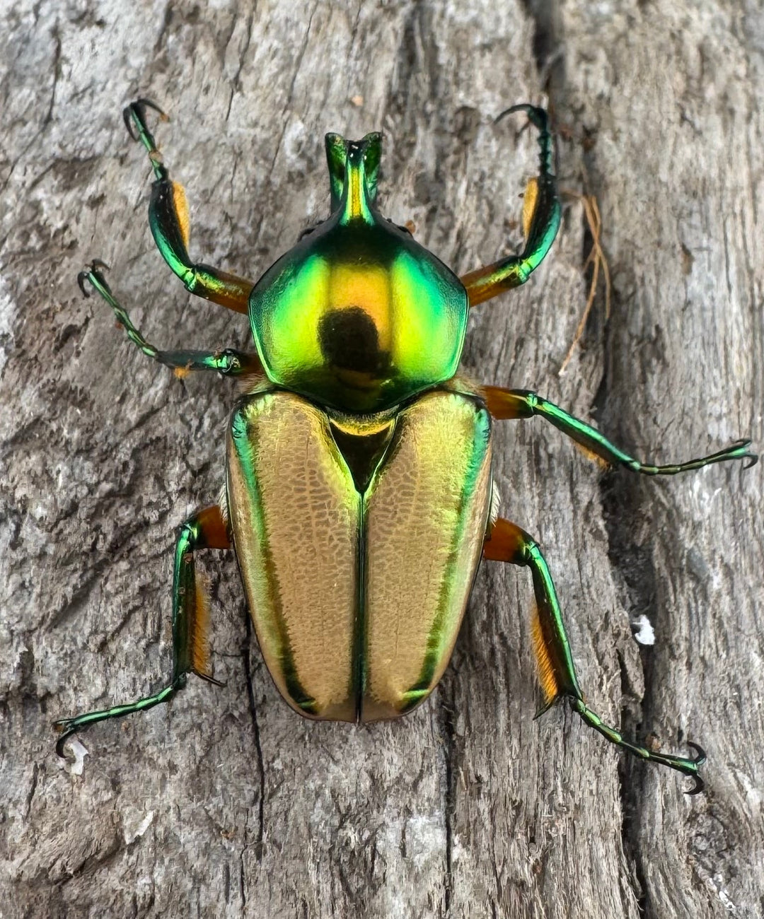 【WD】《セブヒメカブトハナムグリ亜種kachikun ♀パープル系 ペア》