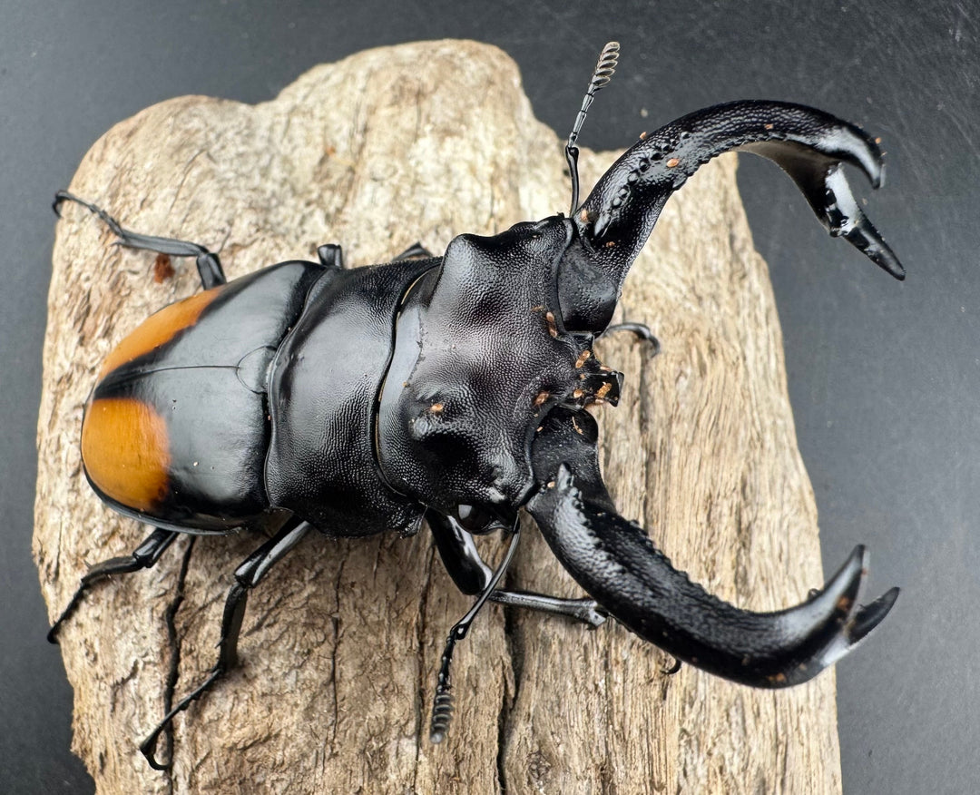 【WD】《セアカフタマタ（パリーフタマタ） 85mm ペア》