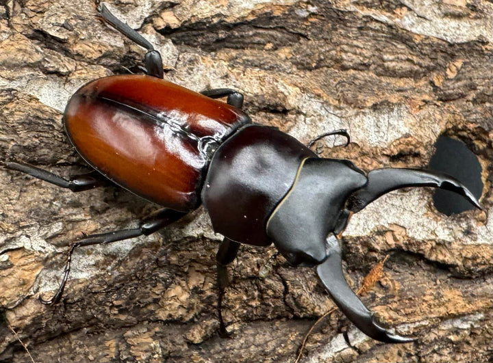 【WD】《マクレイコクワ 44.5mm ペア》