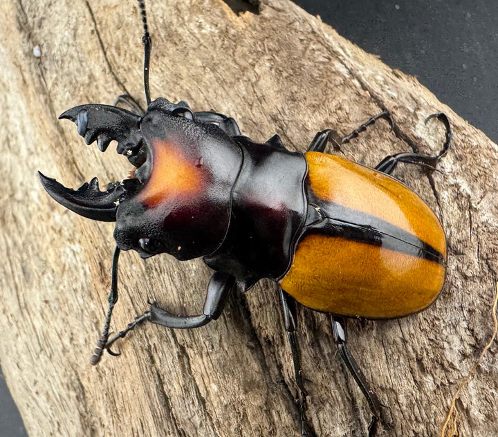 【WF1】《ボーレンホーベンツヤクワガタ 54mm ペア》