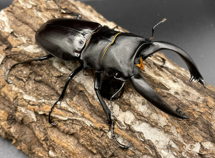 【WD】超大型大歯《アルケスツヤクワガタ 96mm ペア》