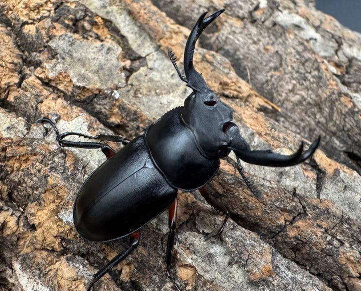 【WD】《チュウゴクシカクワガタ 34.5mm ♂♀♀トリオ》