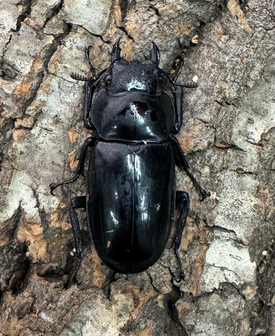 【WD】《セアカフタマタ 82mm ペア》