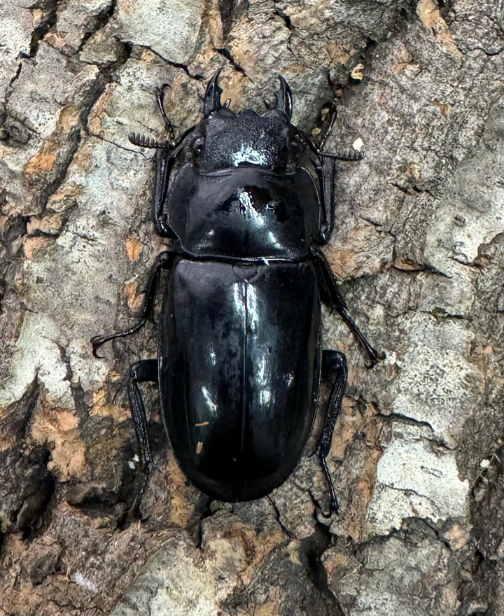 【WD】《セアカフタマタ 82mm ペア》