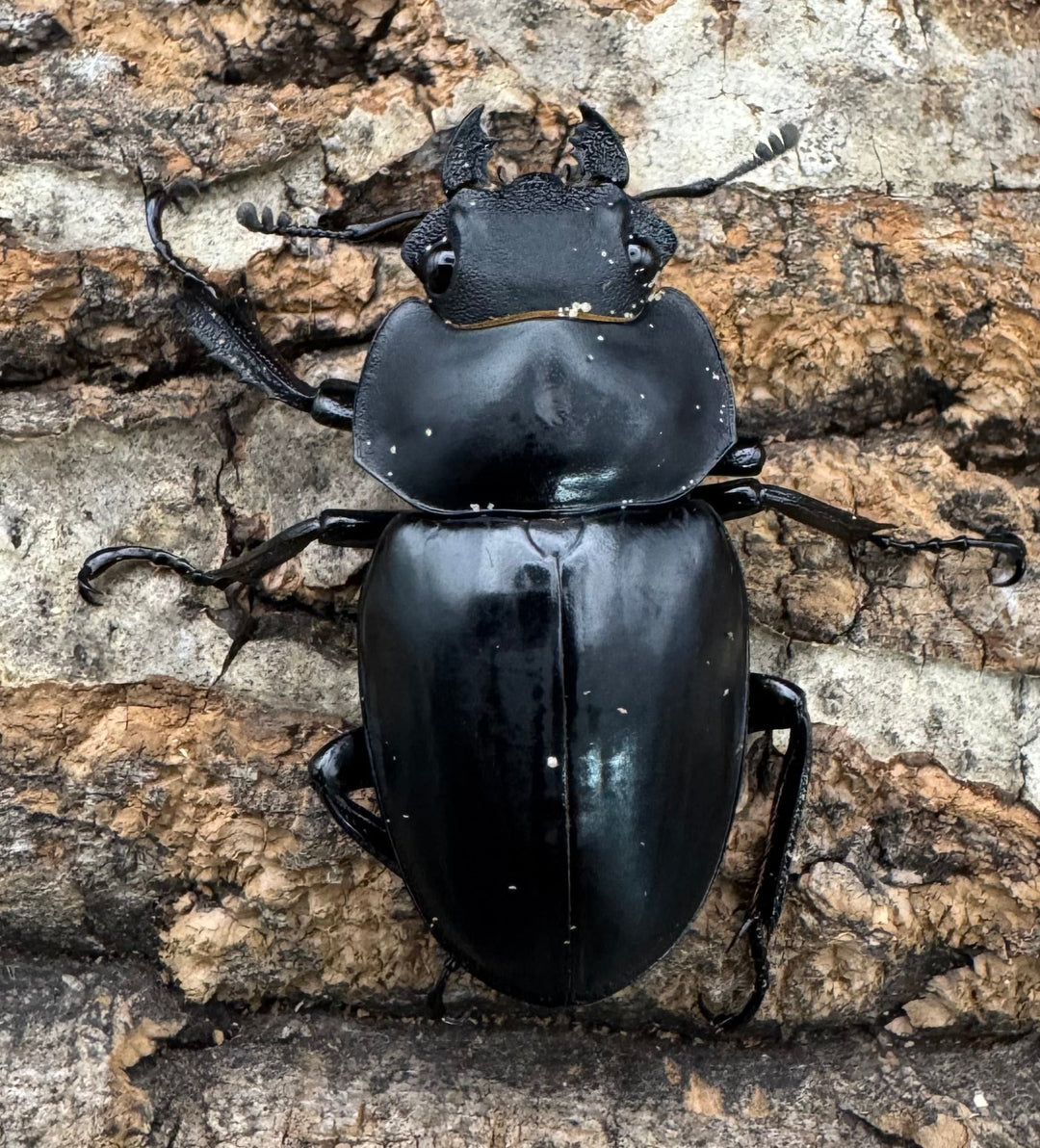 【WD】《スティーブンスツヤクワガタ原名亜種 73mm B品ペア》