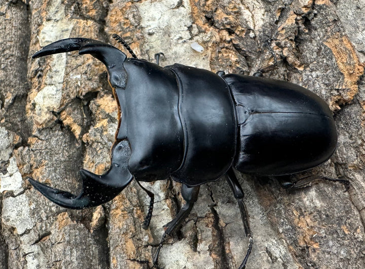 《マレーアンタエウス ゲンティンハイランド産 71mm ペア》