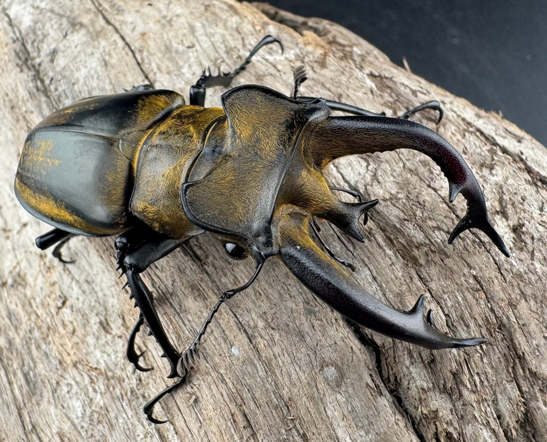 【WD】《フルキフェルミヤマ 67mm ペア》