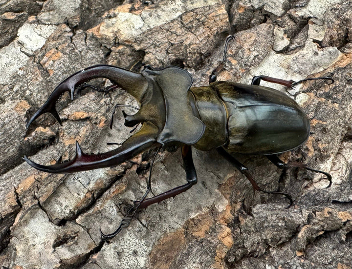 【WD】《チェンミヤマ 69.5mm ペア》