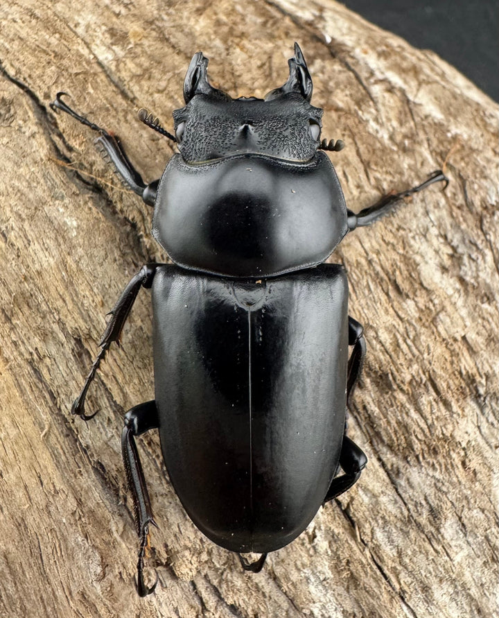 【WD】《ネパレンシス ssp. メトク産 45.5mm ♀単》