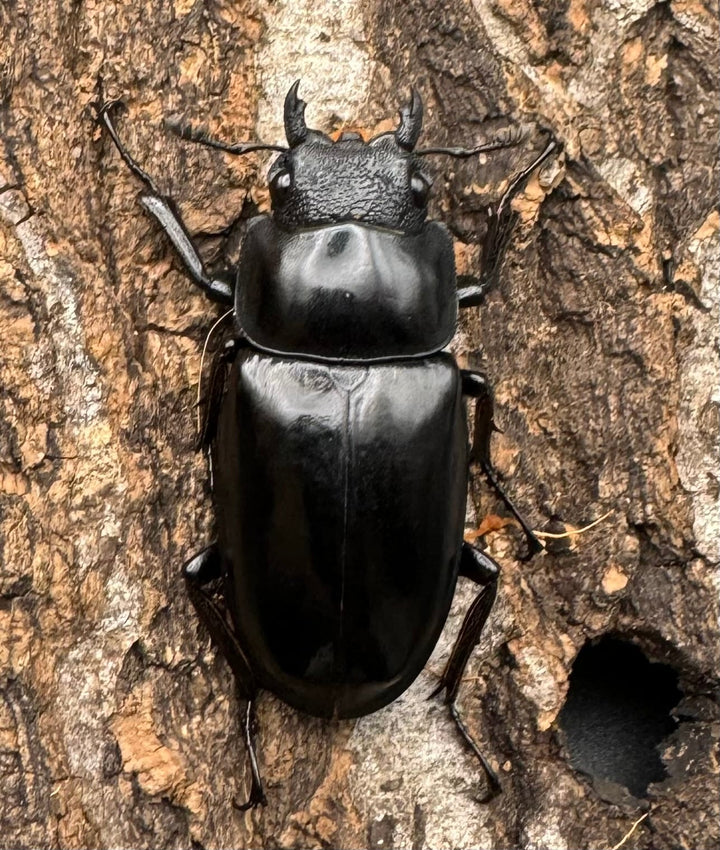 【WD】《ギラファノコギリ亜種ニシヤマイ 92mm ペア》