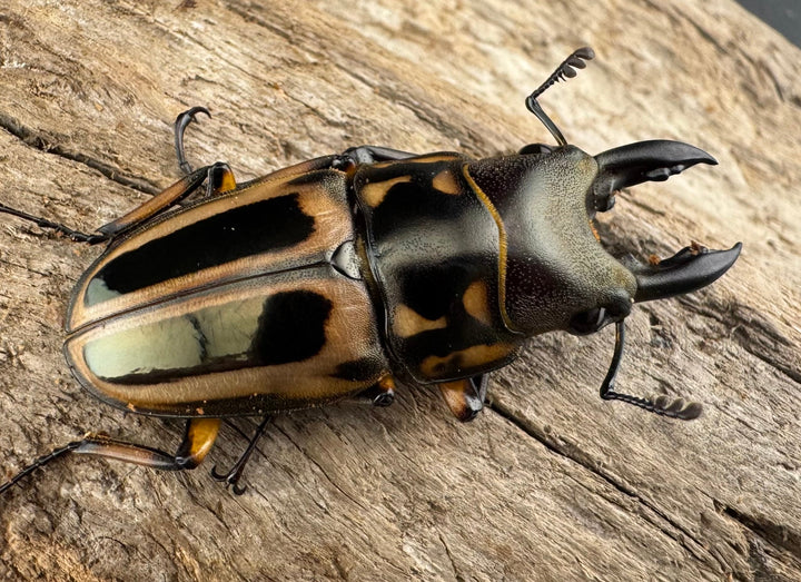 【WD】《ゼブラノコギリクワガタ亜種ledae 38mm ペア》