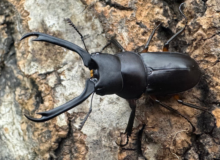 【WF1】《ウスバクワガタ亜種kishidai 34mm ペア》