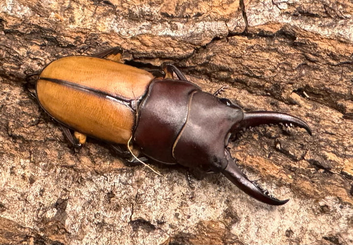 【WD】《ブルイジンノコギリクワガタ 32mm ペア》