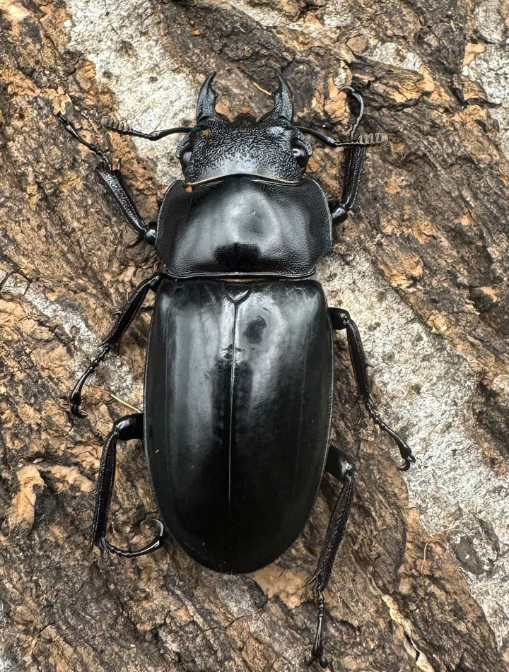 【WD】《マンディブラリスフタマタ 82.5mm ペア》