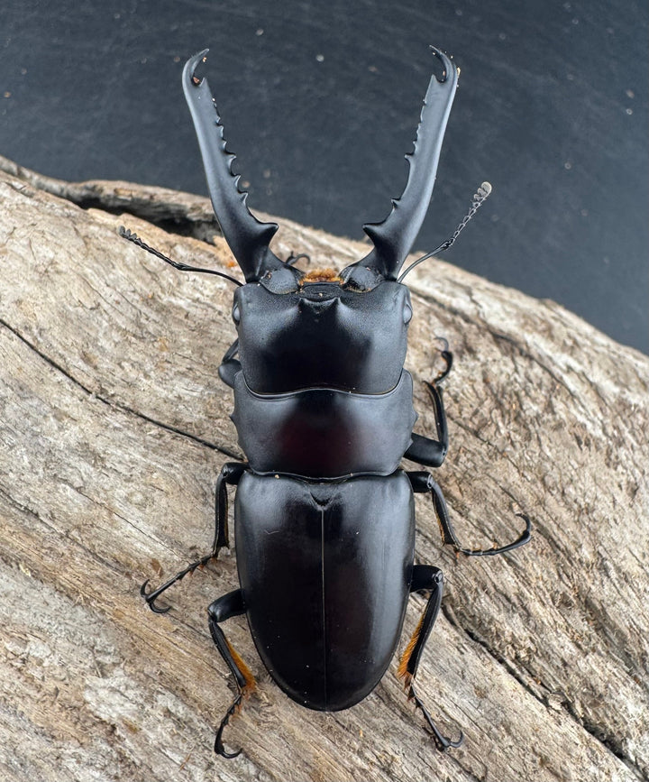 【WD】大型《ゲルツルードノコギリ 62mm ペア》