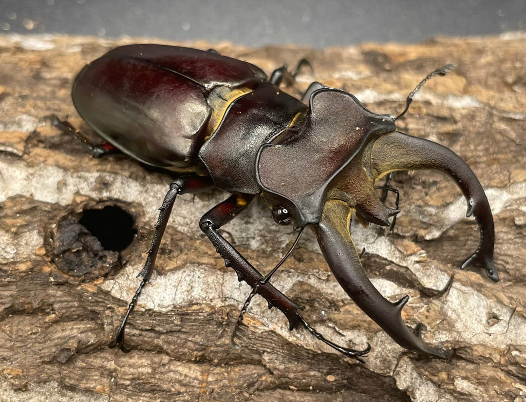 【WD】《フライミヤマクワガタ 70mm A’ペア》