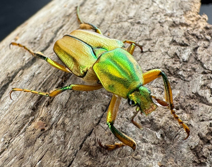 《ホソカブトハナムグリ ペア》①