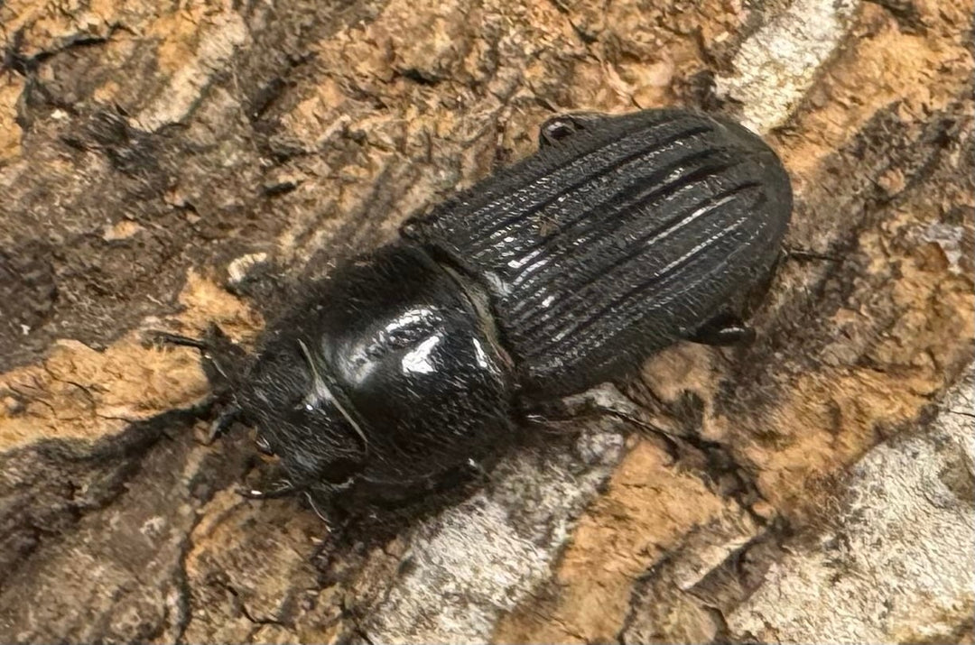 【WF1】《ドルクスミント Free ペア》