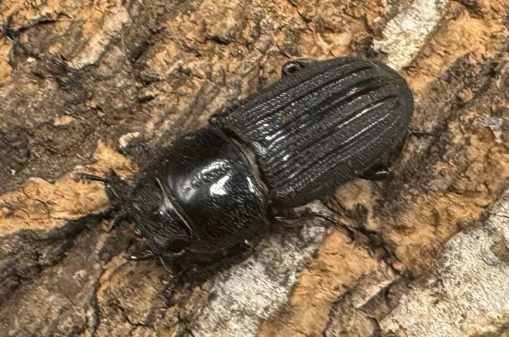 【WF1】《ドルクスミント Free ペア》