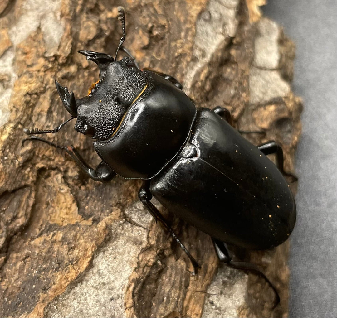 【WD】チベット産《 ネパレンシスssp. 41mm ♀単》