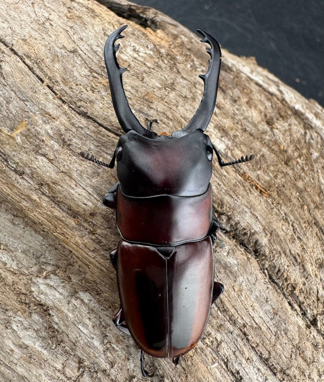 【WD】《ドルサリスノコギリ原名亜種 ボアク島産 52mm ペア》