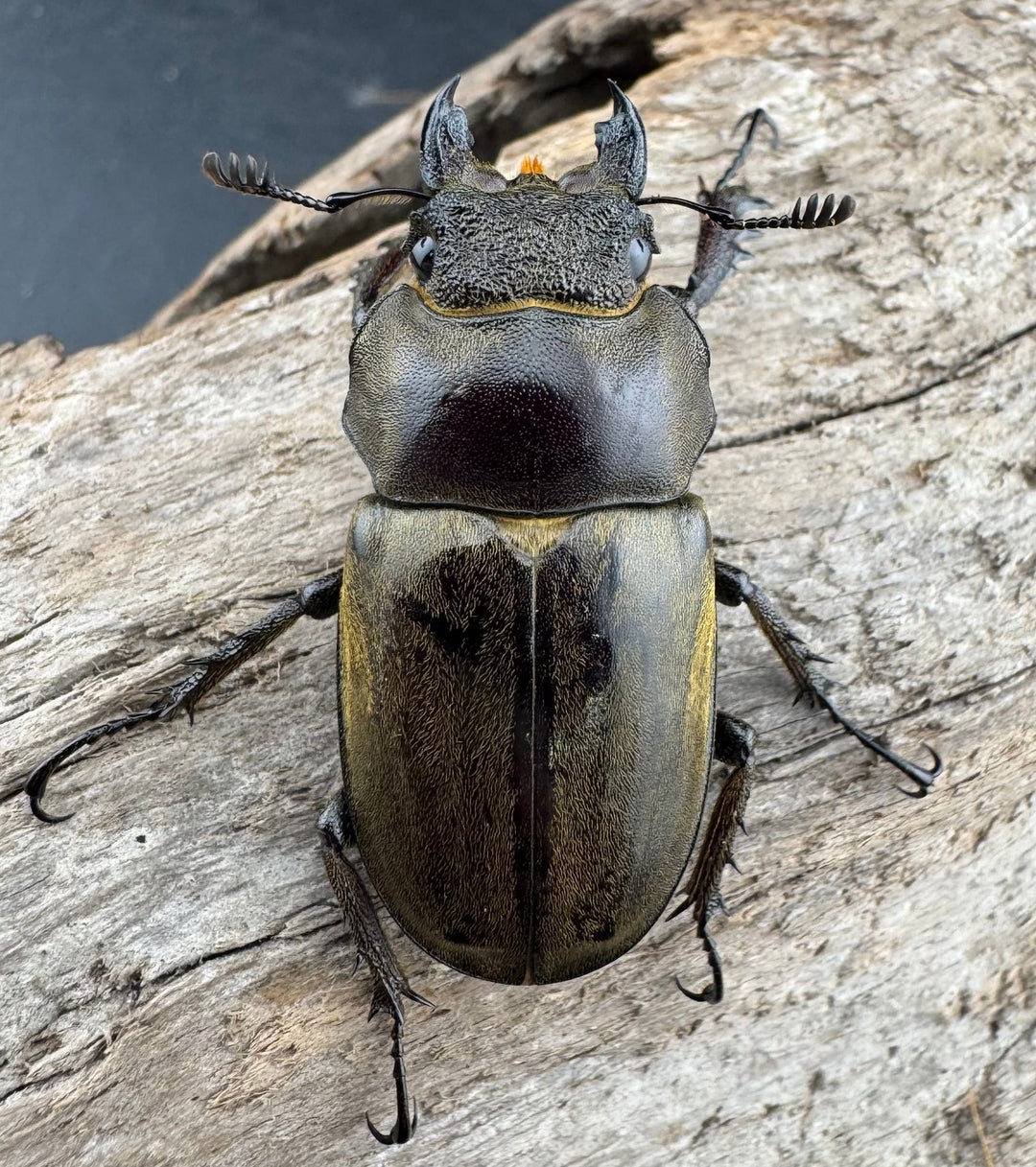 【WD】《ビクトリウスミヤマクワガタ 35mm ♀単》