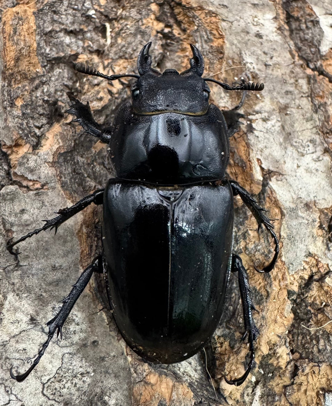 《アクベシアヌスミヤマ 80.5mm ペア》