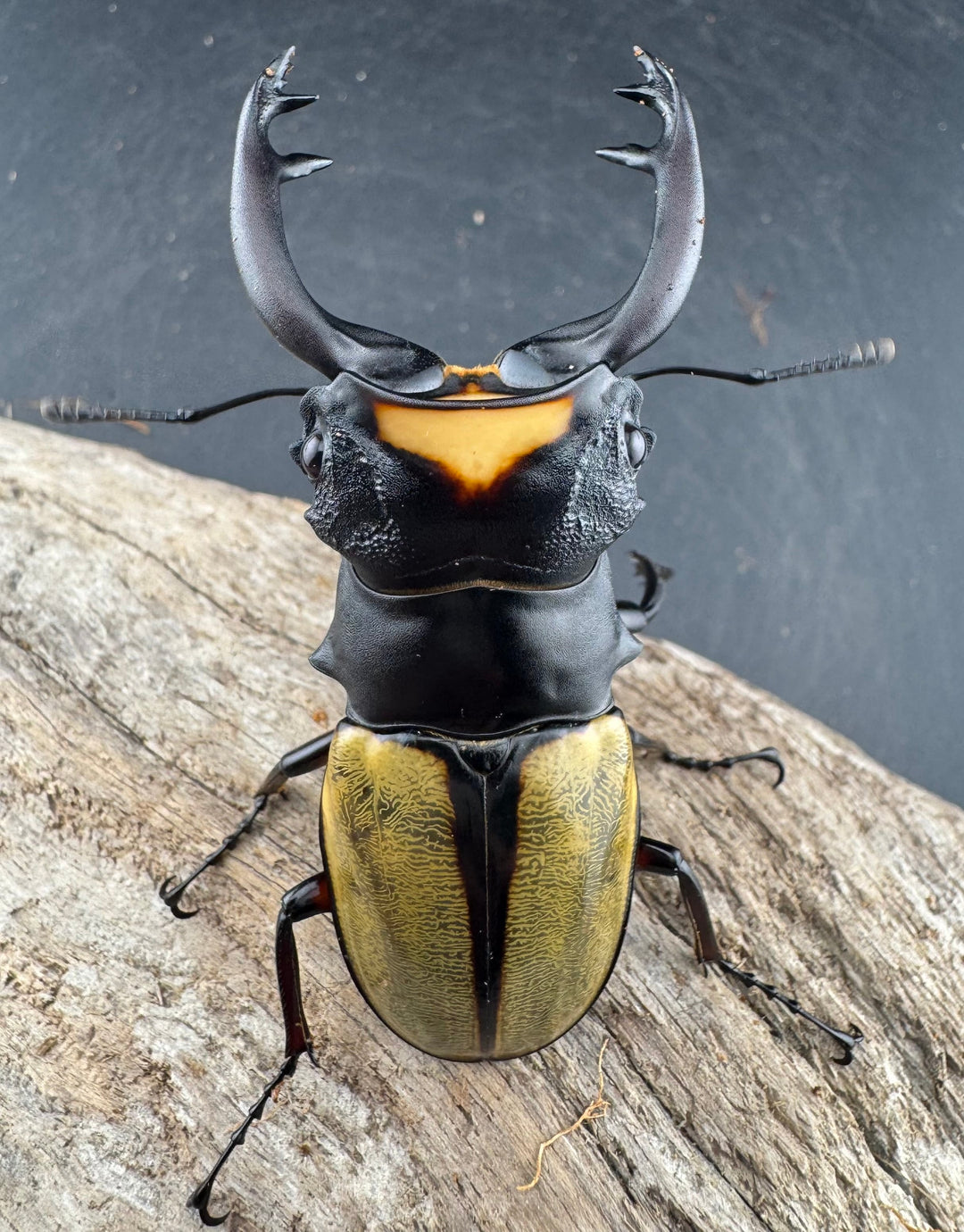 【WD】《ラコダールツヤクワガタ 73mm ペア》