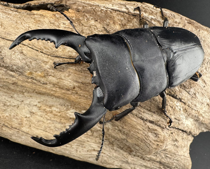 【WD】大型《カシブヒラタクワガタ 88mm ペア》