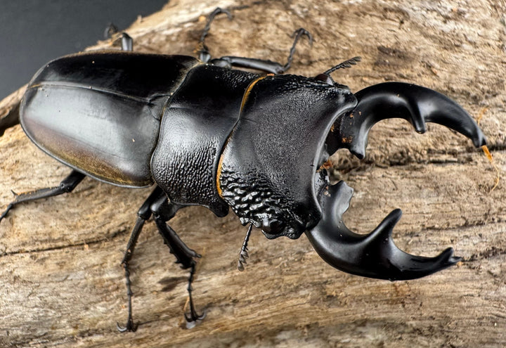 【WD】大型短歯《ルマウィノコギリ  60.5mm ペア》