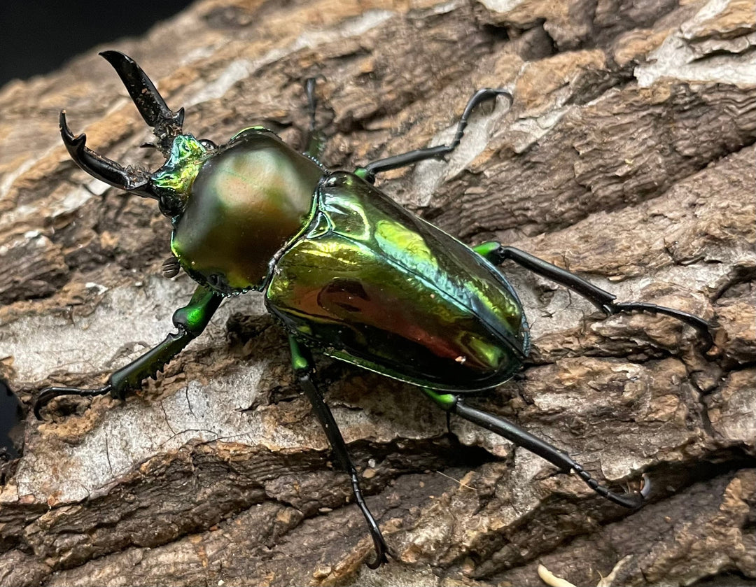 《ニジイロクワガタ Free ♂♀♀トリオ》