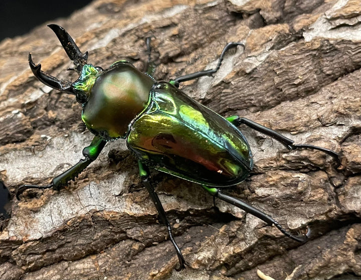 《ニジイロクワガタ Free ♂♀♀トリオ》