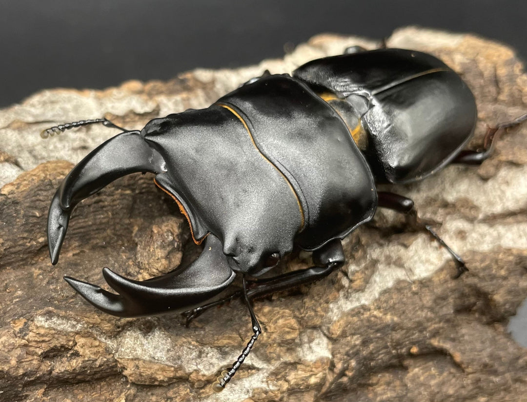 《ホペイオオクワガタ SL血統 74mm ペア》