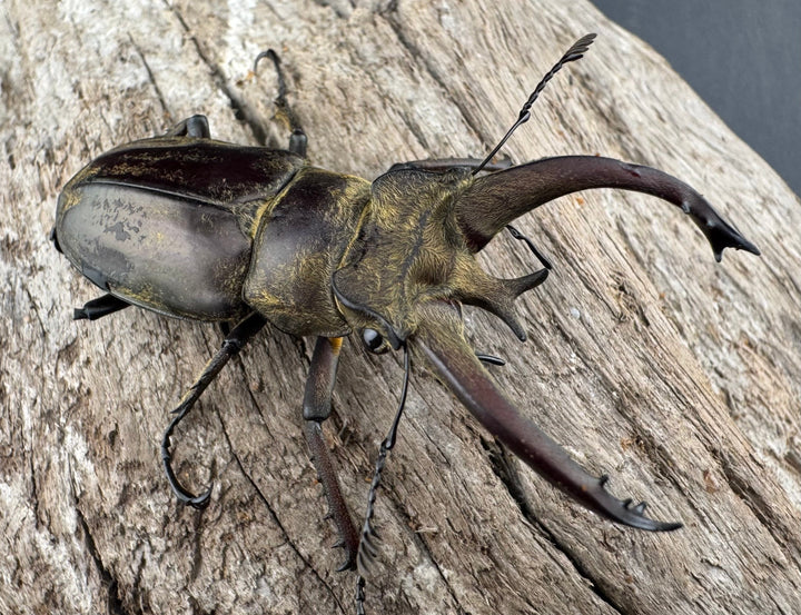 【WD】《ビクトリウスミヤマクワガタ 54mm B品ペア》