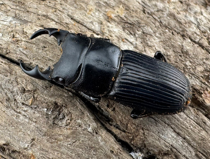 【WD】《ラエビコリスネブトクワガタ 21mm ペア》