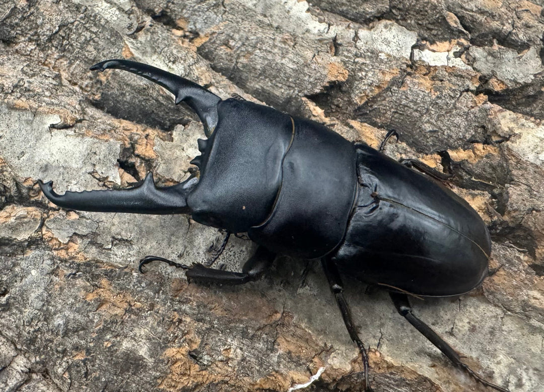 《ツシマヒラタクワガタ 71mm ♂単》