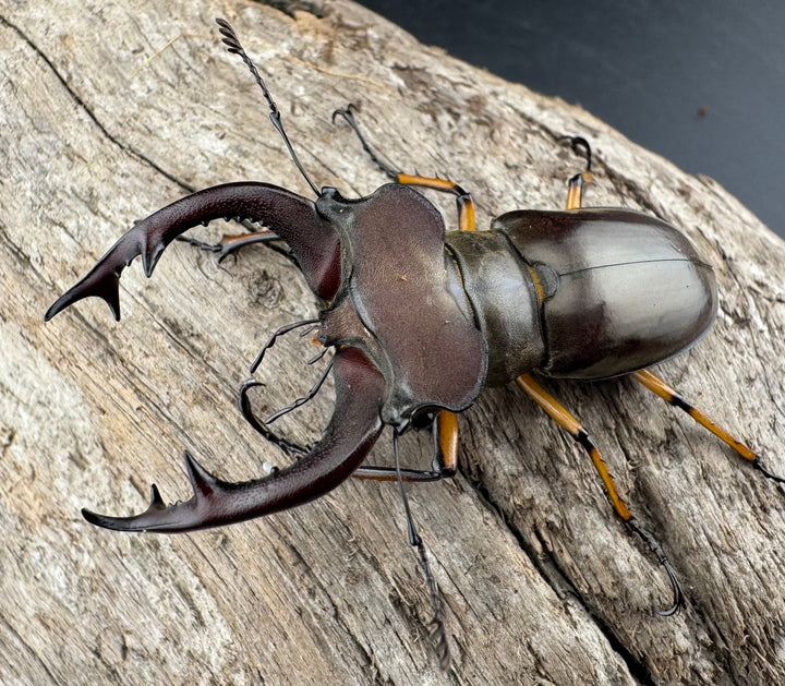 【WD】《フェアメイルミヤマ 雅安市産 56.5mm ペア》