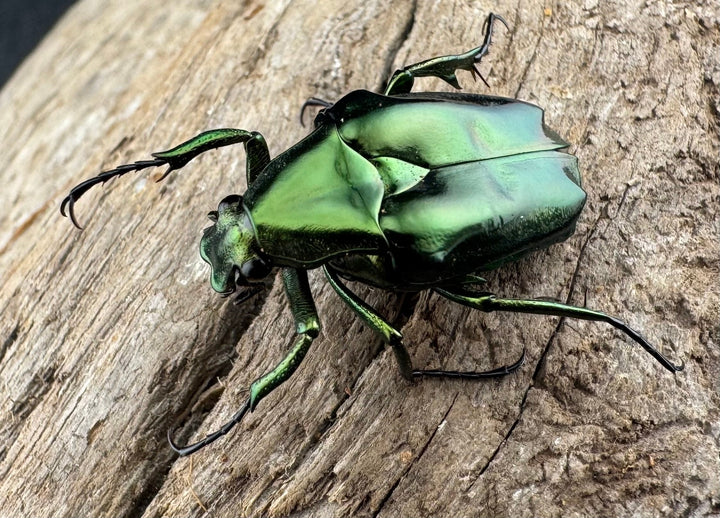 《ルソントゲアシハナムグリ Free ペア》