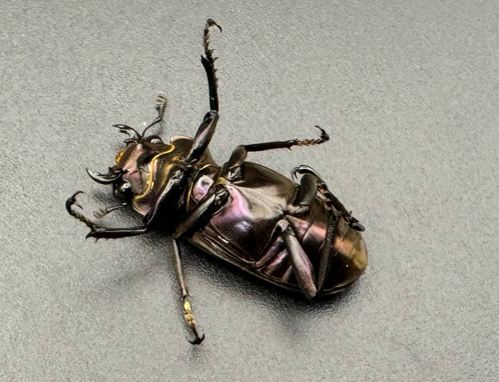 【美麗】《メタリフェルホソアカ 85mm ペア》セルヴォラン氏ブリード個体