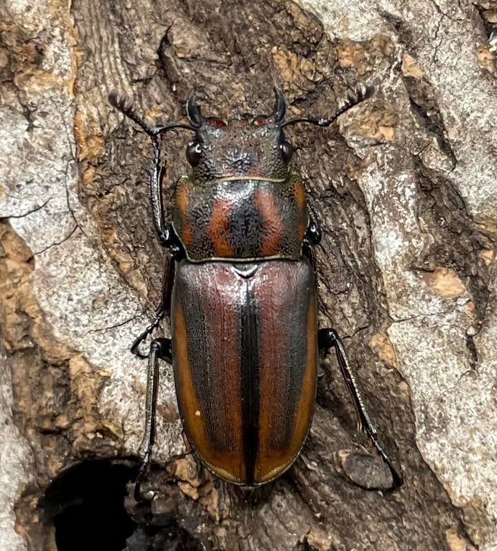 【WD】《ズベールホソアカ 51.5mm A’品ペア》