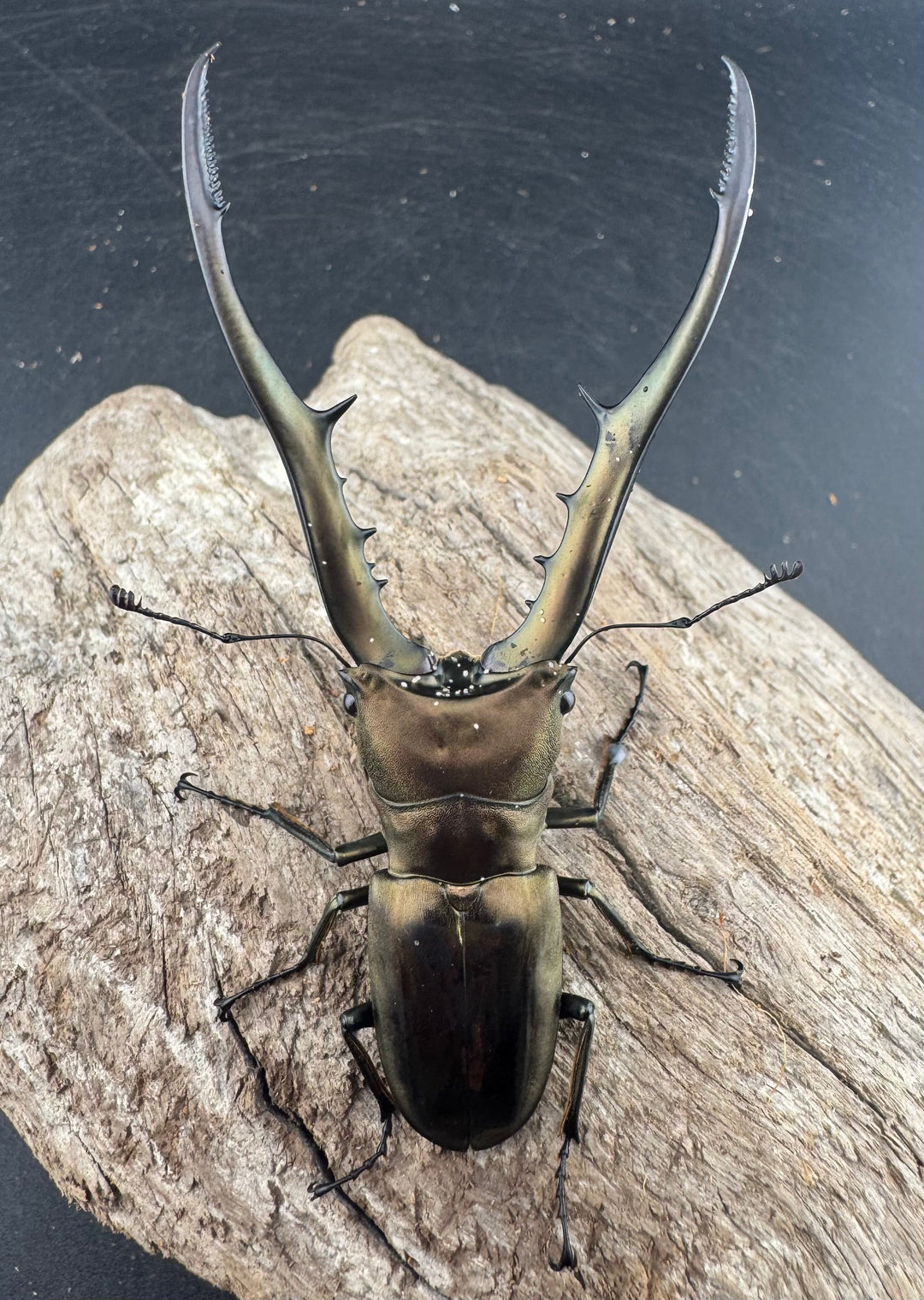 【WD】《メタリフェルホソアカ亜種finae 84mm ペア》