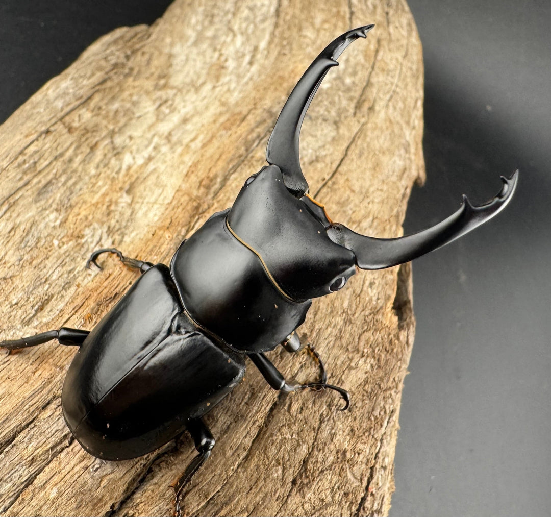 【WD】《ブラナウンコクワ  維西リス族産 61mm ペア》