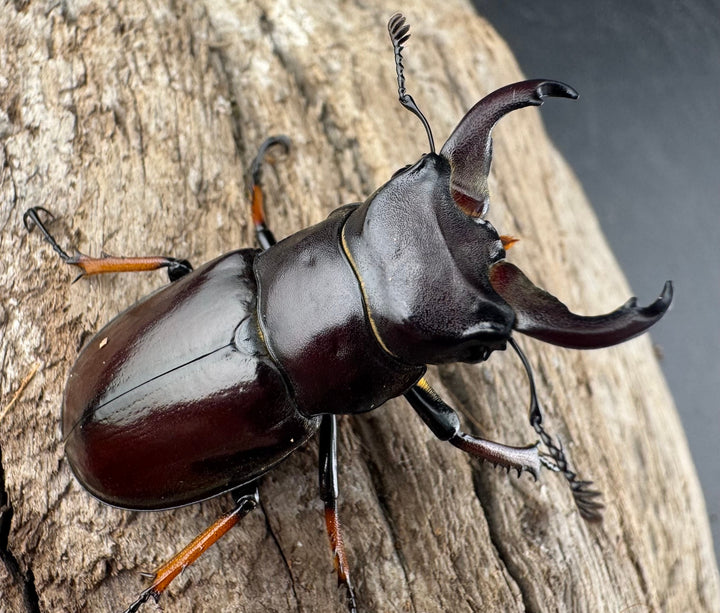 【WD】《イミタトールミヤマ（イミテーターミヤマ） 40mm ペア》