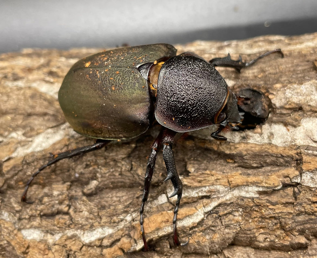 【WD】《ミンダナオアトラスオオカブト 90mmUP ペア》②