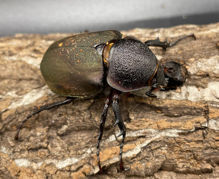 【WD】《ミンダナオアトラスオオカブト 90mmUP ペア》②