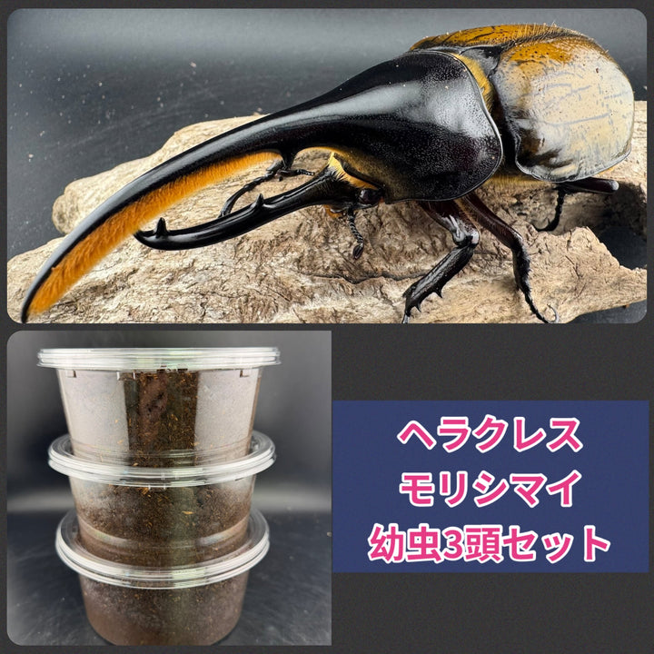 《ヘラクレス・モリシマイ 幼虫3頭セット》